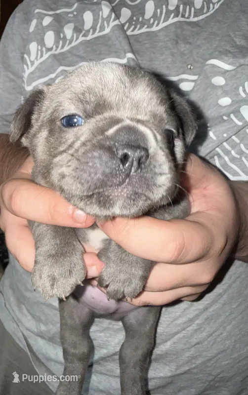 Teddy  Lilac  – French Bulldog puppy for sale in Deer Park, TX