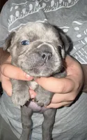 Teddy  Lilac , a male French Bulldog for sale in Deer Park, TX – 1 of 4