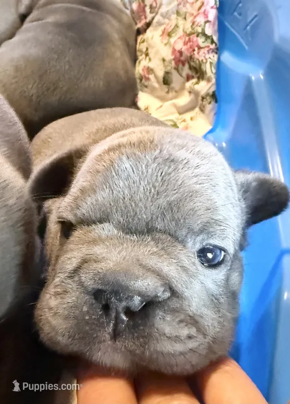 💝 Brookhaven 💝 – French Bulldog puppy for sale in Deer Park, TX