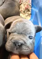 💝 Brookhaven Big Rope 💝, a female French Bulldog for sale in Deer Park, TX – 1 of 10