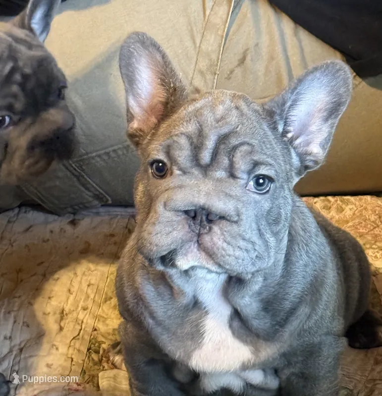 🩵 FITZGERALD LILAC BIG ROPE 🩵 – French Bulldog puppy for sale in Deer Park, TX