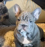 🩵 FITZGERALD LILAC BIG ROPE 🩵, a male French Bulldog for sale in Deer Park, TX – 1 of 10