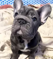 💝 PUDDLES BLUE 💝, a female French Bulldog for sale in Deer Park, TX – 5 of 9