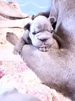 🩵 FITZGERALD LILAC BIG ROPE 🩵, a male French Bulldog for sale in Deer Park, TX – 5 of 10