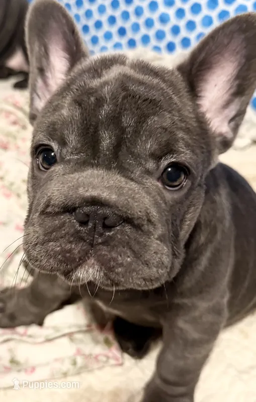 💝 BROOKHAVEN LILAC 💝 – French Bulldog puppy for sale in Deer Park, TX