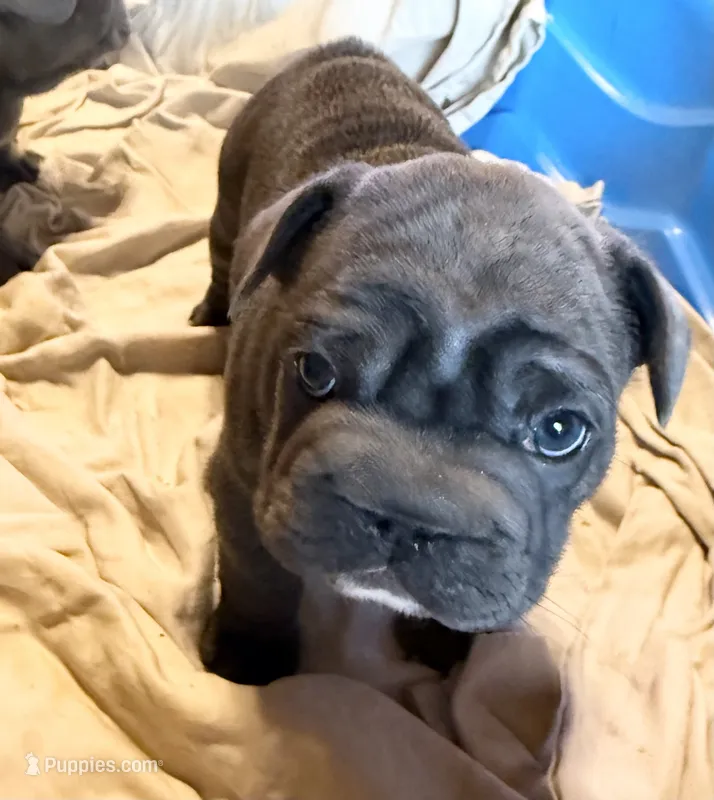 💝 Puddles Blue Big Rope 💝 – French Bulldog puppy for sale in Deer Park, TX