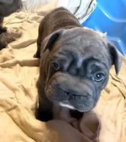 💝 PUDDLES BLUE BIG ROPE 💝, a female French Bulldog for sale in Deer Park, TX – 5 of 10