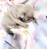 🩵 Fitzgerald Lilac Big Rope 🩵, a male French Bulldog for sale in Deer Park, TX – 5 of 5