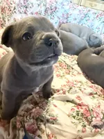 🩵 WILSON 🩵, a male French Bulldog for sale in Deer Park, TX – 3 of 10