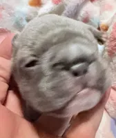 🩵 Fitzgerald Lilac Big Rope 🩵, a male French Bulldog for sale in Deer Park, TX – 4 of 5