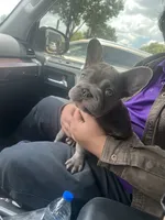 🩵 FLICK Lilac Big Rope 🩵, a male French Bulldog for sale in Deer Park, TX – 5 of 5