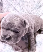💝 Brookhaven Big Rope 💝, a female French Bulldog for sale in Deer Park, TX – 5 of 10