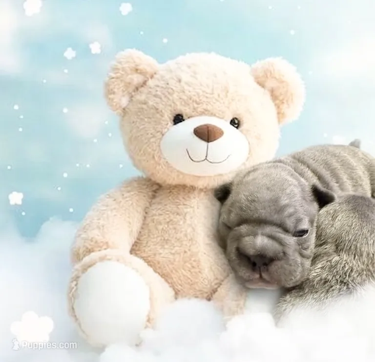 🩵 Winston Lilac Big Rope 🩵 – French Bulldog puppy for sale in Deer Park, TX