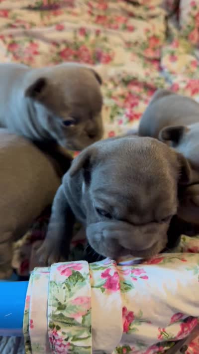 💝 PUDDLES BLUE BIG ROPE 💝, a female French Bulldog for sale in Deer Park, TX – 10 of 10