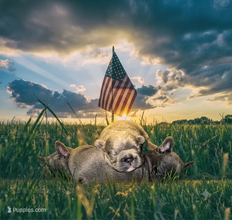 💝 Brookhaven 💝 – French Bulldog puppy for sale in Deer Park, TX