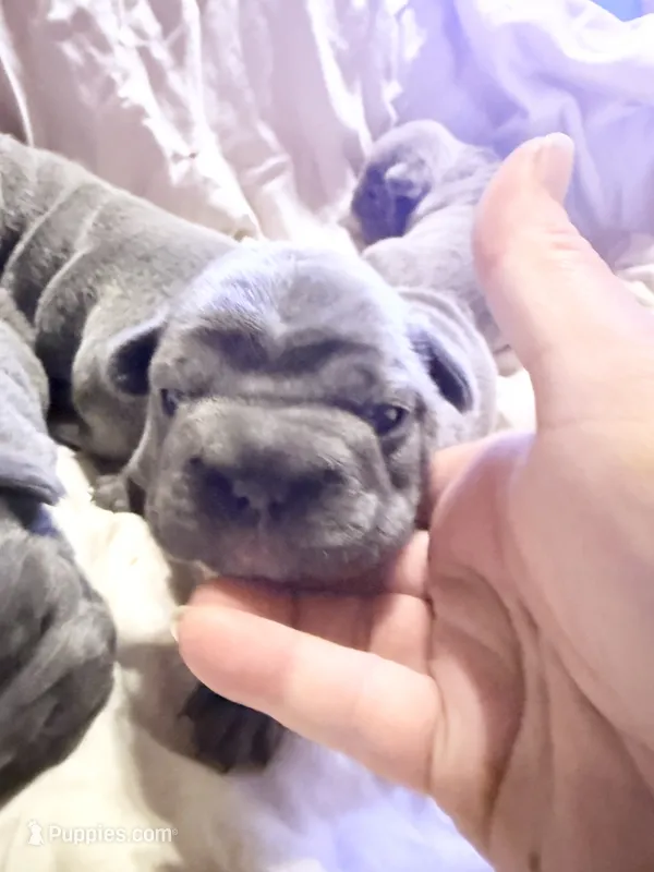 💝 Puddles Blue Big Rope 💝 – French Bulldog puppy for sale in Deer Park, TX