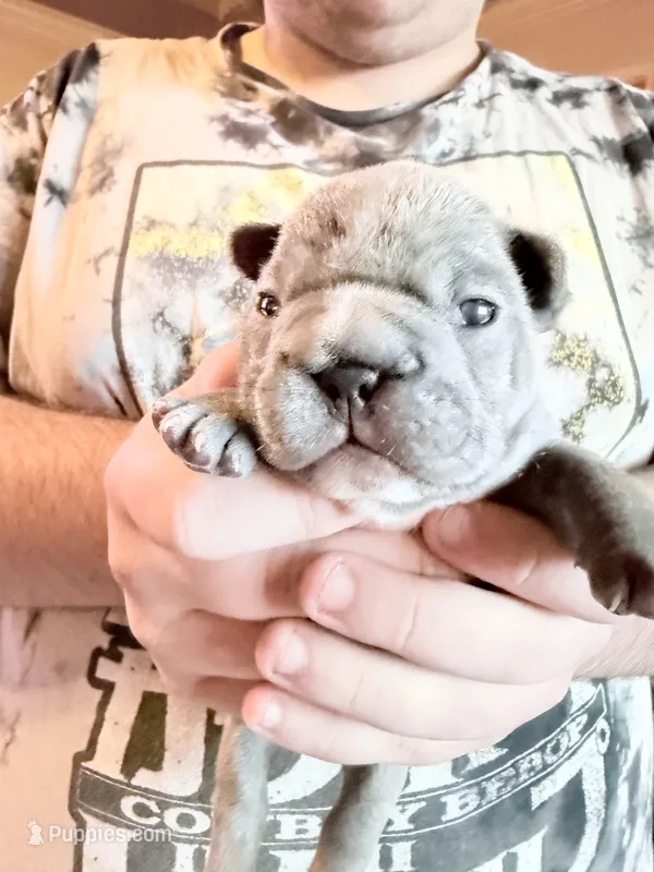 🩵 Big Mac Lilac Big Rope 🩵 – French Bulldog puppy for sale in Deer Park, TX