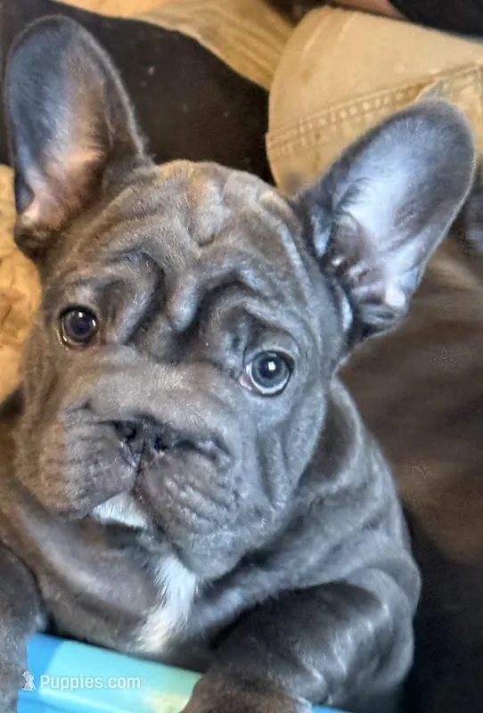 💝 PUDDLES BLUE BIG ROPE 💝 – French Bulldog puppy for sale in Deer Park, TX