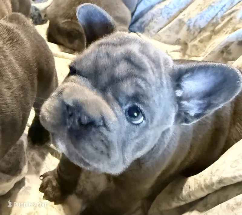 💝 BROOKHAVEN LILAC BIG ROPE 💝 – French Bulldog puppy for sale in Deer Park, TX