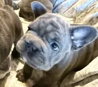 💝 BROOKHAVEN LILAC 💝, a female French Bulldog for sale in Deer Park, TX – 2 of 10