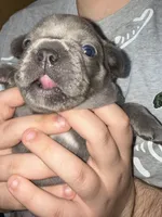 Teddy  Lilac , a male French Bulldog for sale in Deer Park, TX – 4 of 4
