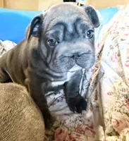 💝 PUDDLES BLUE BIG ROPE 💝, a female French Bulldog for sale in Deer Park, TX – 4 of 10