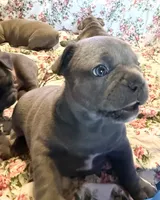 🩵 WILSON 🩵, a male French Bulldog for sale in Deer Park, TX – 2 of 10