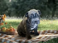 💝 PUDDLES BLUE BIG ROPE 💝, a female French Bulldog for sale in Deer Park, TX – 6 of 10