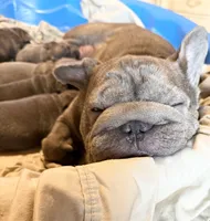 💝 Brookhaven 💝, a female French Bulldog for sale in Deer Park, TX – 2 of 3