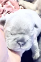 🩵 FLICK Lilac Big Rope 🩵, a male French Bulldog for sale in Deer Park, TX – 3 of 5