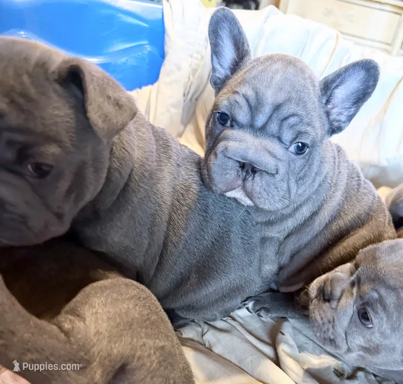 🩵 Fitzgerald Lilac Big Rope 🩵 – French Bulldog puppy for sale in Deer Park, TX