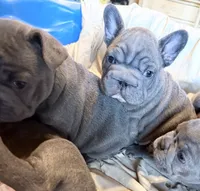 🩵 FITZGERALD LILAC BIG ROPE 🩵, a male French Bulldog for sale in Deer Park, TX – 4 of 10