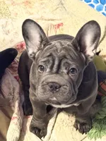 💝 PUDDLES BLUE 💝, a female French Bulldog for sale in Deer Park, TX – 2 of 9
