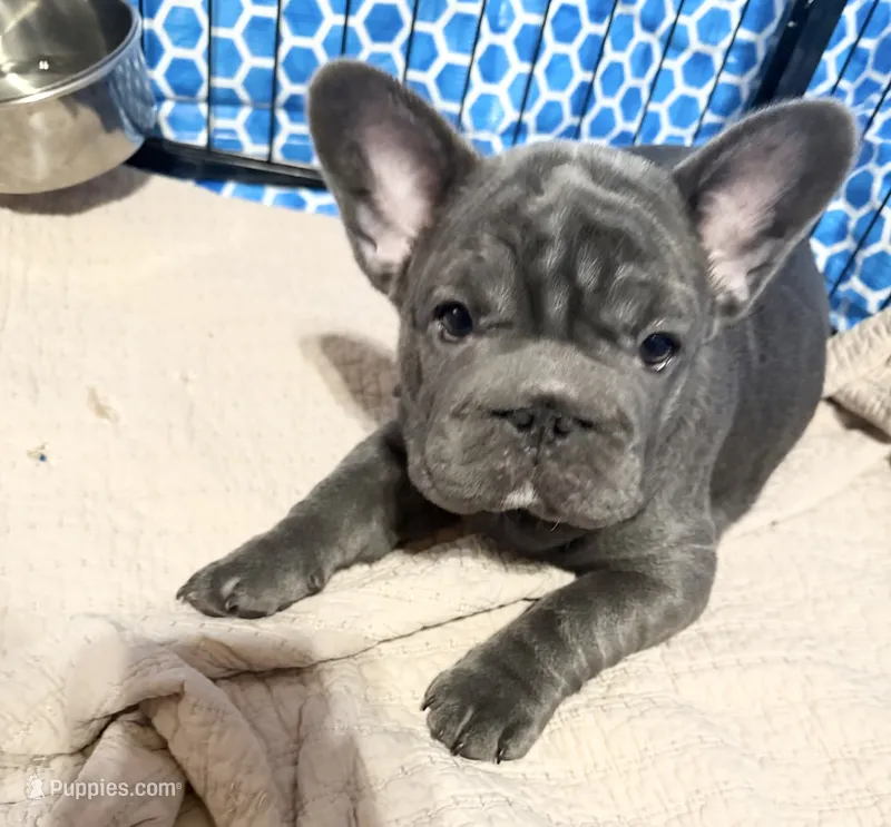 💝 PUDDLES BLUE 💝 – French Bulldog puppy for sale in Deer Park, TX
