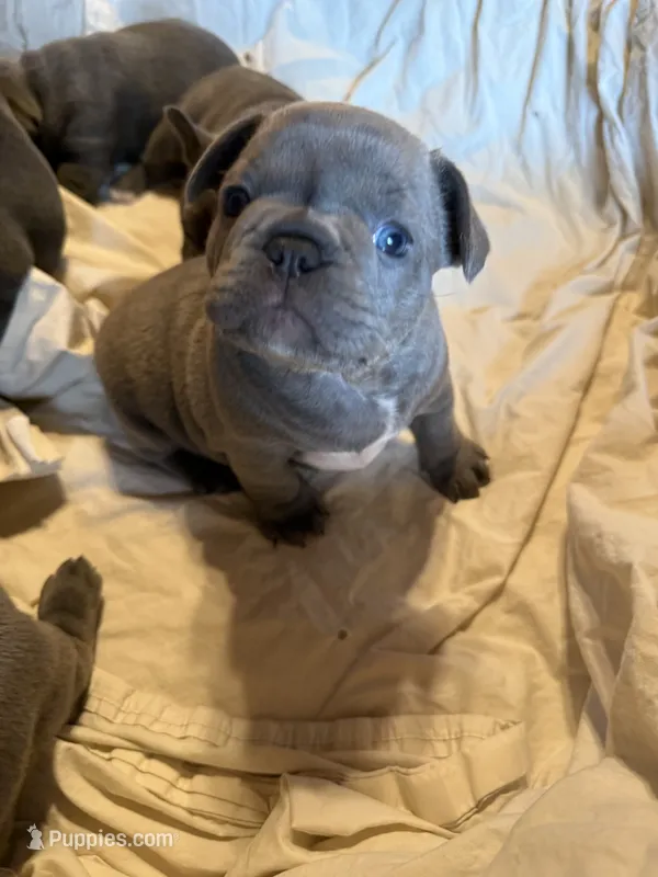 🩵 WILSON 🩵 – French Bulldog puppy on hold in Deer Park, TX