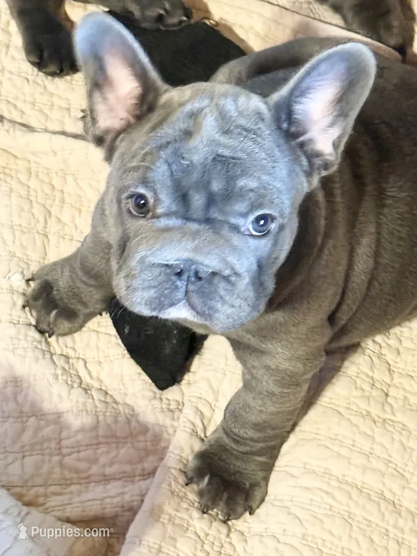 💝 BROOKHAVEN LILAC BIG ROPE 💝 – French Bulldog puppy for sale in Deer Park, TX