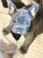 💝 BROOKHAVEN LILAC 💝, a female French Bulldog for sale in Deer Park, TX – 1 of 10