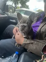 Mc Furry Blue Big Rope, a female French Bulldog for sale in Deer Park, TX – 4 of 4