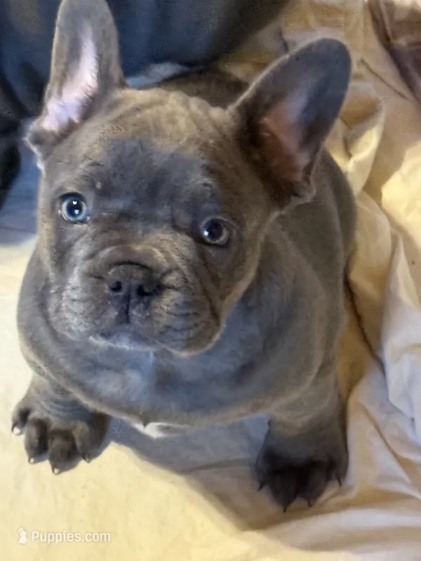 🩵 TEDDY  LILAC 🩵 – French Bulldog puppy for sale in Deer Park, TX