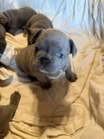 🩵 WILSON 🩵, a male French Bulldog for sale in Deer Park, TX – 2 of 9