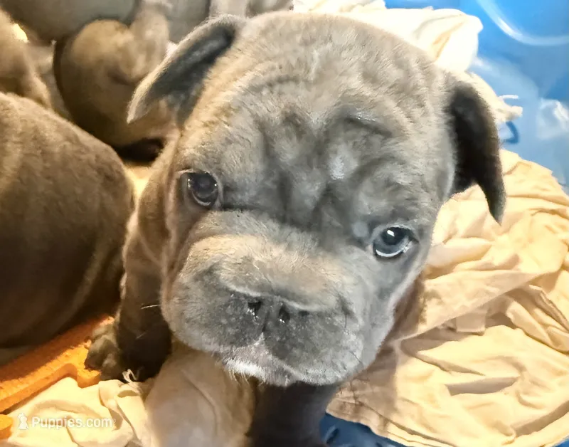 💝 Brookhaven Big Rope 💝 – French Bulldog puppy for sale in Deer Park, TX