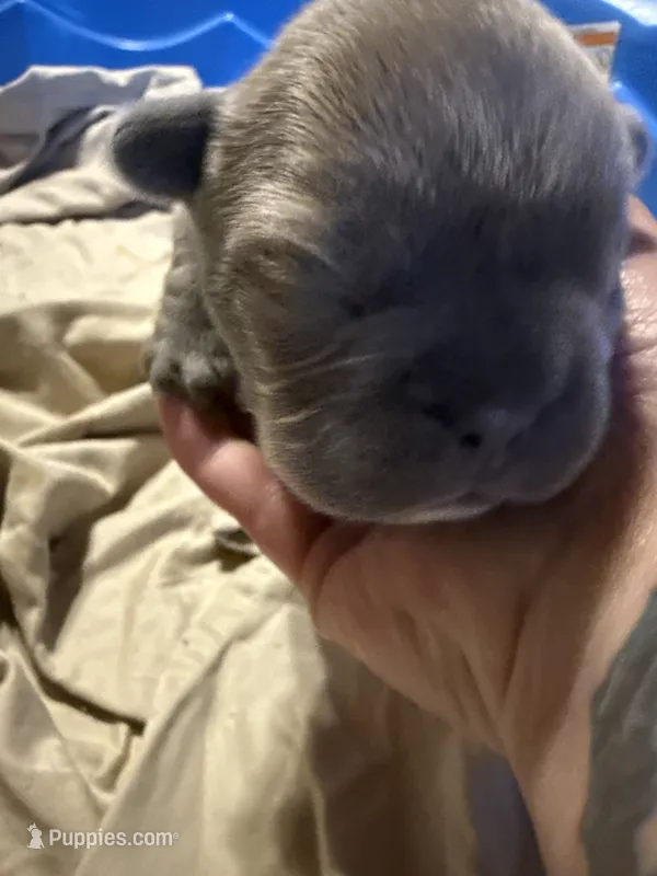 Big Mac Lilac Big Rope – French Bulldog puppy for sale in Deer Park, TX