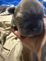 Big Mac Lilac Big Rope, a male French Bulldog for sale in Deer Park, TX – 1 of 1