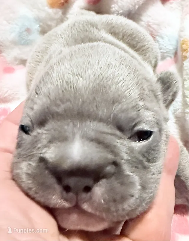 🩵 Big Mac Lilac Big Rope 🩵 – French Bulldog puppy for sale in Deer Park, TX