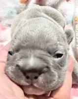 🩵 Fitzgerald Lilac Big Rope 🩵, a male French Bulldog for sale in Deer Park, TX – 3 of 5