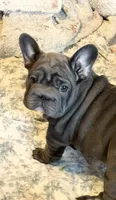 💝 PUDDLES BLUE BIG ROPE 💝, a female French Bulldog for sale in Deer Park, TX – 3 of 10