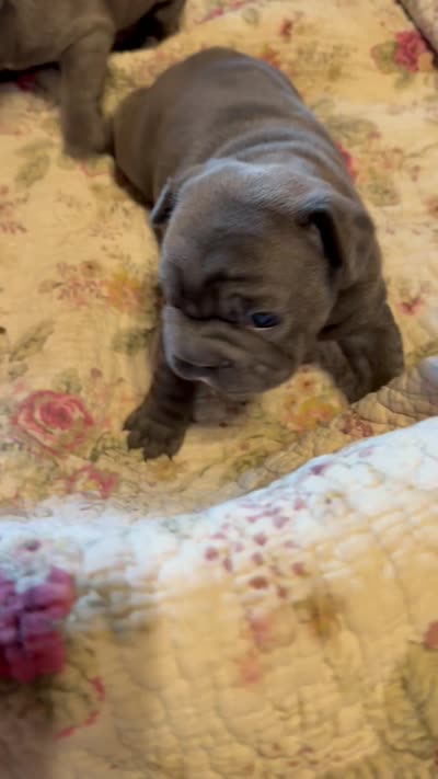 🩵 FITZGERALD LILAC BIG ROPE 🩵, a male French Bulldog for sale in Deer Park, TX – 10 of 10