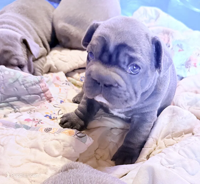 💝 Puddles Blue Big Rope 💝 – French Bulldog puppy for sale in Deer Park, TX