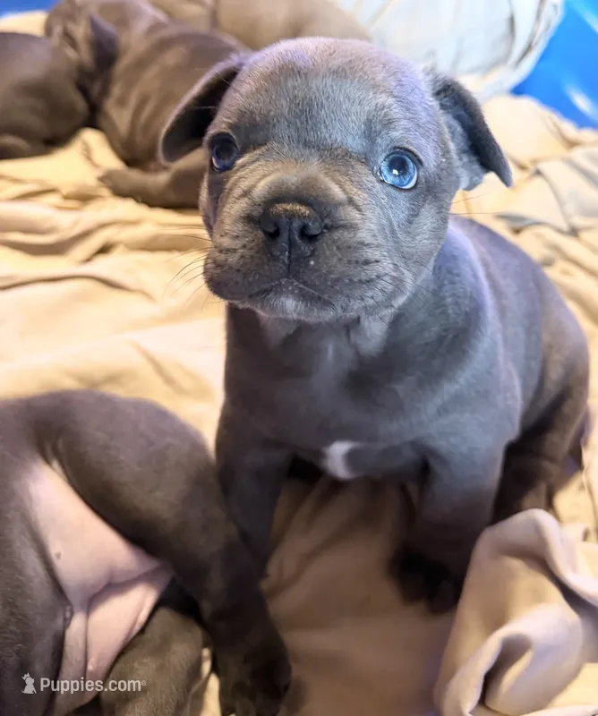 Teddy  Lilac  – French Bulldog puppy for sale in Deer Park, TX