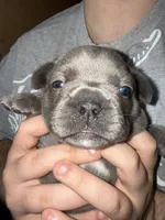 Teddy  Lilac , a male French Bulldog for sale in Deer Park, TX – 3 of 4